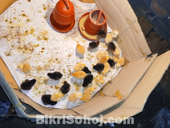 টাইগার জাতের মুরগী
